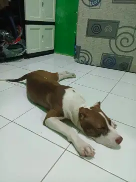 Pitbull ramah pintar