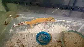 Dijual leopard gecko male