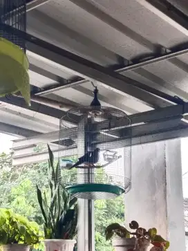 Burung tekukur kuk 1