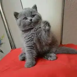 DIJUAL KITTEN BRITISH SHORTHAIR