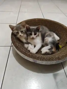 Kucing BSH Betina Calico