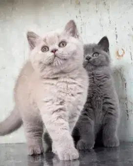 DIJUAL KITTEN BRITISH SHORTHAIR
