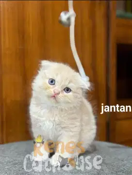 kitten munchkin sepasang