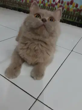 British shorthair