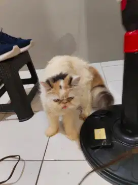 Kucing peaknose betina murah
