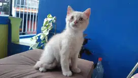 BSH Jantan 4 Bulan Up