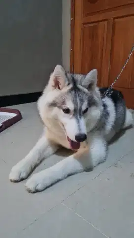 Jual cepat Dog Husky