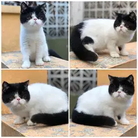 Kucing exotic peaknose