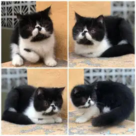 Kucing exotic peaknose