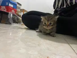 Kitten persimed x bigbone