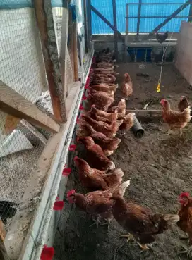 Ayam petelur siap produksi