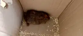 Marmut Remaja Jinak