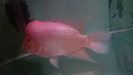 Ikan Louhan Golden Base
