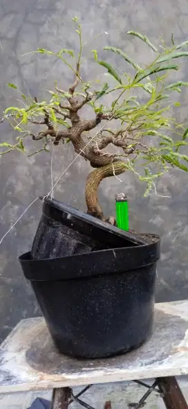 Bonsai asem Jawa/tanaman hias