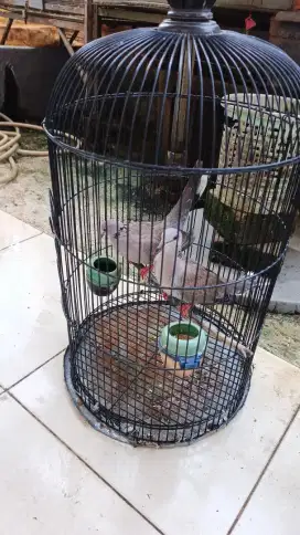 Dijual burung silangan terkukur vs brenggola puter sepasang rp 250 rb.