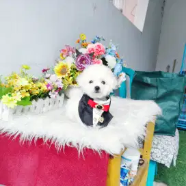Korean mini bichon male bloodline import Korea size kecil cute face