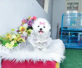 Female Korean mini bichon bloodline import Korea size kecil super cute