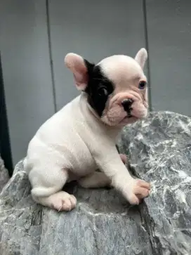 PUPPY FRENCHIE FEMALE 1
