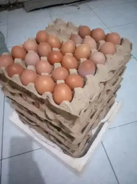 Telur ayam merah