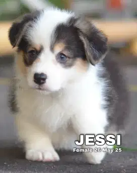 PUPPY CORGIE LONGHAIR FEMALE
