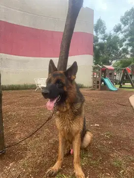 Semi Hibah Anjing Herder GSD