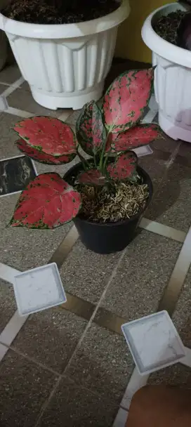 Tanaman Aglonema Dut anjamani