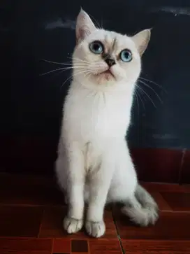 BSH silver female