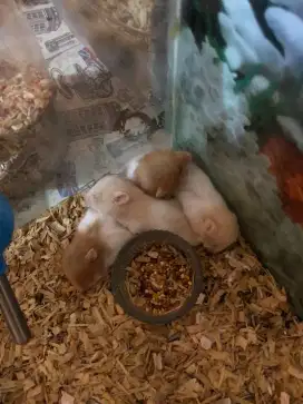 hamster syrian short hair
