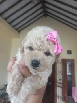 Poodle female lucu