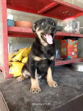 Anakan anjing ras mix