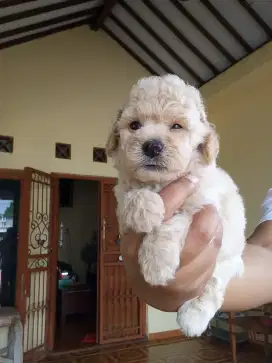 Poodle jantan cakep