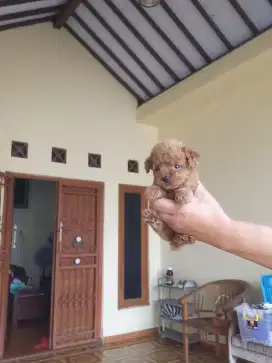 Poodle tiny betina,tea cup