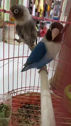 Sepasang lovebird indukan