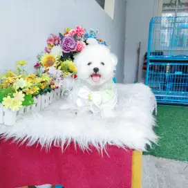 Korean mini bichon super imut size kecil karakter baik dan manja
