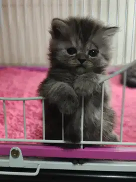 Kitten pletnose bigbon longhaire umur 2bulan betina