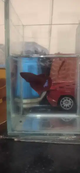 Ikan Cupang Hias