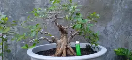 Bonsai beringin kimeng /tanaman hias