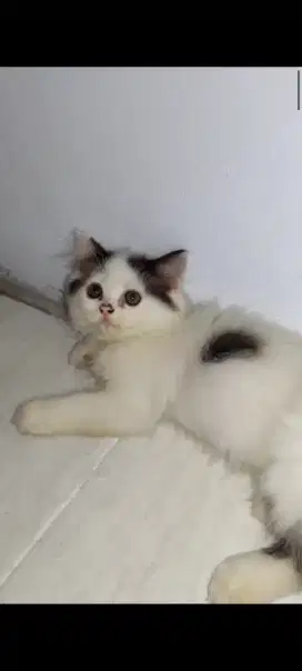 Kitten Persia Medium usia 3 Bulan