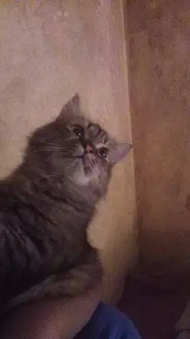 Jual  Kucing Anggora umur  1 tahun