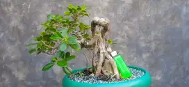 Bonsai beringin otr/tanaman hias