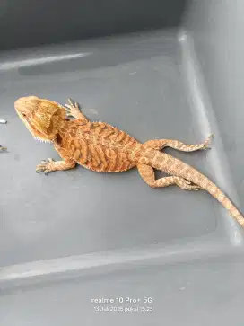 Bearded dragon Super Red