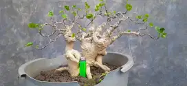 Bonsai /tanaman hias