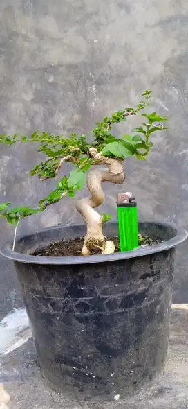 Bonsai Sancang/tanaman hias