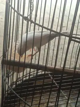 Burung kenari panda paud