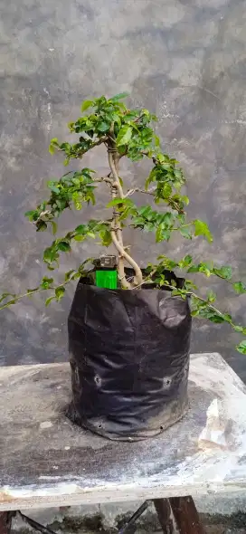 Bonsai serut) tanaman hias