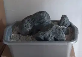 batu pahai/hakai hiasan aquascape