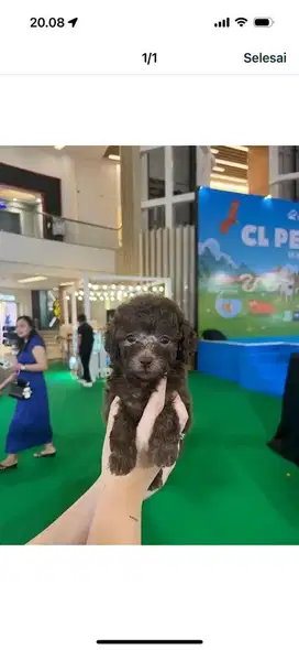 tiny poodle choco rare