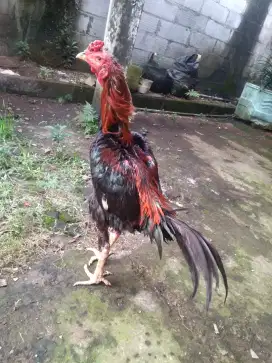 pacek bangkok pakoy lagi nyulam big