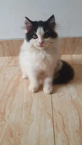 Kitten Persian Anakan Kucing Persia Longhair Bicolour Black White