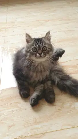 Kitten Persian Anakan Kucing Persia Peaknose Longhair